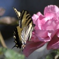 Yellow Swallowtail Butterfly on Pink Rose Flower 202