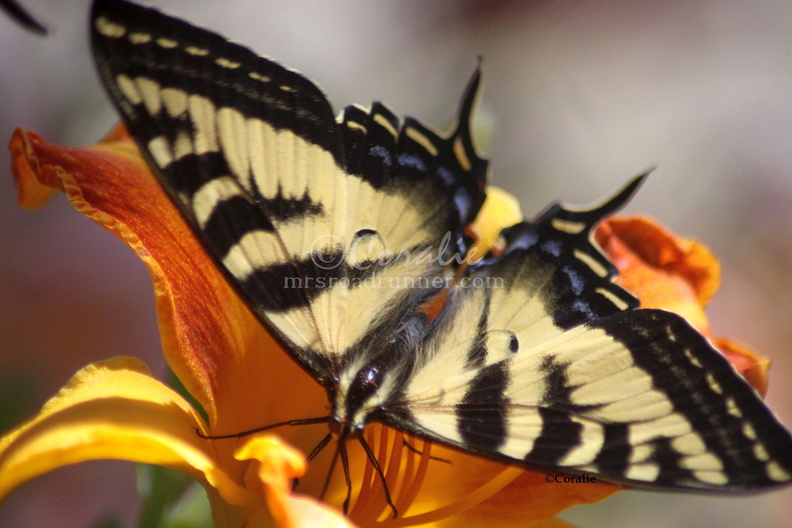 Yellow_Swallowtail_Butterfly_on_a_Colorful_Lily_Flower_1034_Sample_File.jpg