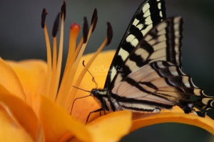 Yellow Swallowtail Butterfly on a Orange Lily Flower 020
