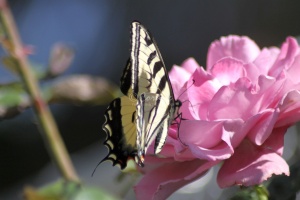 Yellow Swallowtail Butterfly on a Pink Rose Flower 203