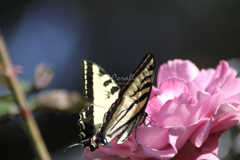 Yellow_Swallowtail_Butterfly_on_a_Pink_Rose_Flower_204.jpg