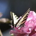Yellow Swallowtail Butterfly on a Pink Rose Flower 205