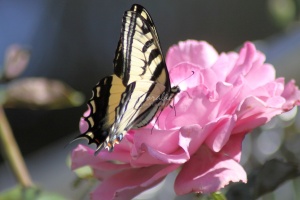 Yellow Swallowtail Butterfly on a Pink Rose Flower 207
