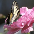 Yellow Swallowtail Butterfly on a Pink Rose Flower 207
