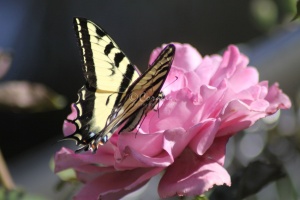 Yellow Swallowtail Butterfly on a Pink Rose Flower 208