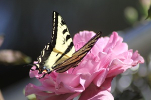 Yellow Swallowtail Butterfly on a Pink Rose Flower 209