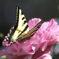 Yellow Swallowtail Butterfly on a Pink Rose Flower 209