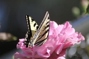 Yellow Swallowtail Butterfly on a Pink Rose Flower 210