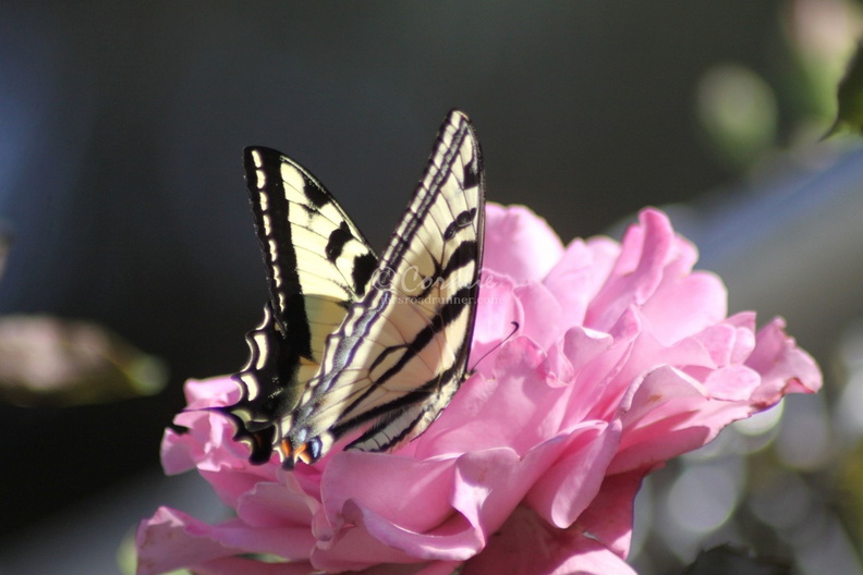 Yellow_Swallowtail_Butterfly_on_a_Pink_Rose_Flower_210.jpg