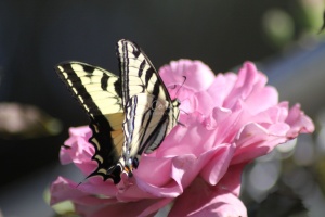 Yellow Swallowtail Butterfly on a Pink Rose Flower 211