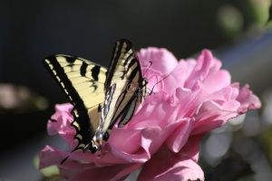 Yellow Swallowtail Butterfly on a Pink Rose Flower 212