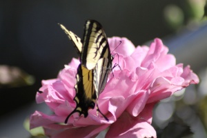 Yellow Swallowtail Butterfly on a Pink Rose Flower 213