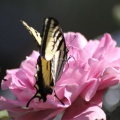 Yellow Swallowtail Butterfly on a Pink Rose Flower 213