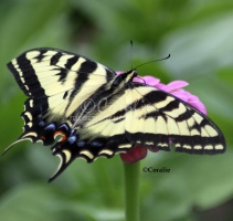 Yellow Swallowtail Butterfly on a Pink Zinnia Flower 359 Sample File