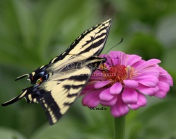Yellow Swallowtail Butterfly on a Pink Zinnia Flower 410 Sample File