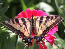 Yellow Swallowtail Butterfly on a Zinnia Flower 1034 Sample File