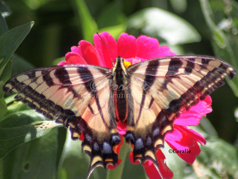 Yellow_Swallowtail_Butterfly_on_a_Zinnia_Flower_1034_Sample_File.jpg