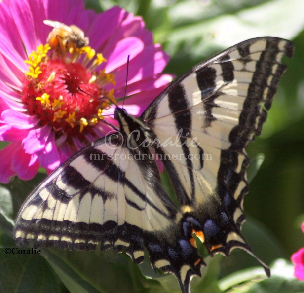 Yellow_Swallowtail_Butterfly_on_a_Zinnia_Flower_1059_Sample_File.jpg
