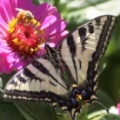 Yellow Swallowtail Butterfly on a Zinnia Flower 1059 Sample File