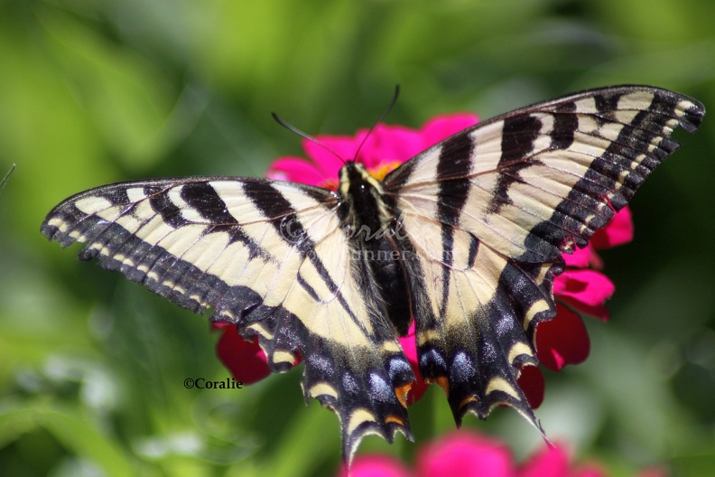 Yellow_Swallowtail_Butterfly_on_a_Zinnia_Flower_109_Sample_File.jpg