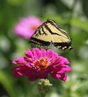 Yellow Swallowtail Butterfly on a Zinnia Flower 1159 Sample File