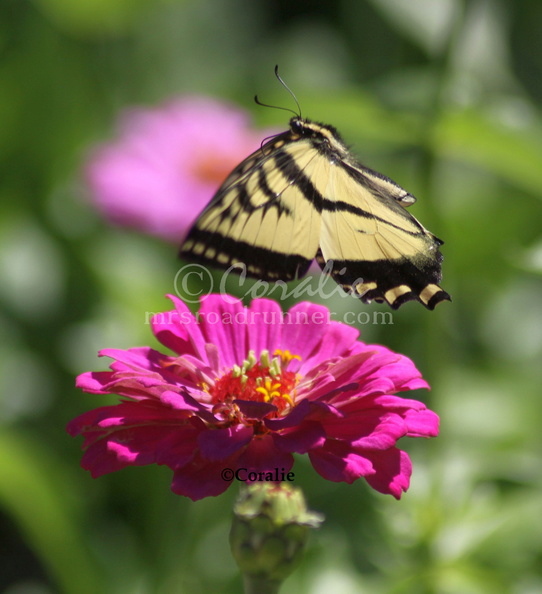Yellow_Swallowtail_Butterfly_on_a_Zinnia_Flower_1159_Sample_File.jpg