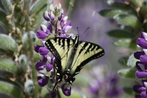Yellow Swallowtail Butterly on Purple White Lupine Flower 028