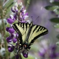 Yellow_Swallowtail_Butterly_on_Purple_White_Lupine_Flower_028.jpg