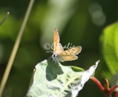 butterfly 1524