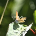 butterfly 1524