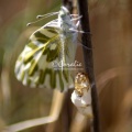 green-veined white Pieris napi butterfly cocoon 786