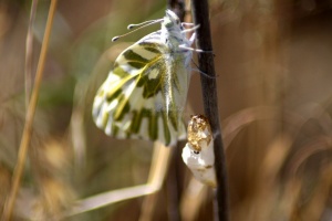 green-veined white Pieris napi butterfly cocoon 786 786