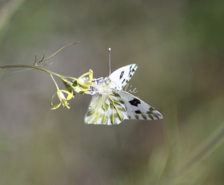 green-veined_white_pieris_napi_butterfly_457.jpg