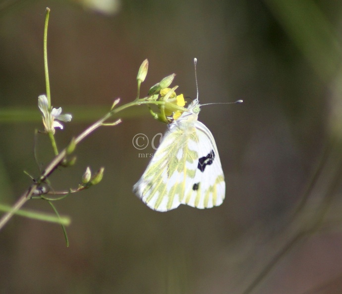 green-veined_white_pieris_napi_butterfly_481.jpg
