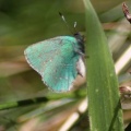 green hairstreak butterfly 280