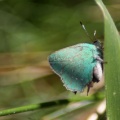 green hairstreak butterfly 282
