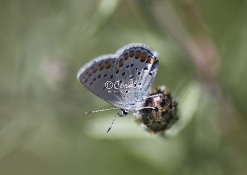 karner_blue_butterfly_1884.jpg