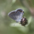 karner blue butterfly 1884