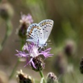 karner blue butterfly 2747