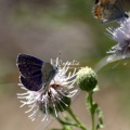 karner blue butterfly 3086