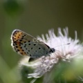 karner blue butterfly 3253