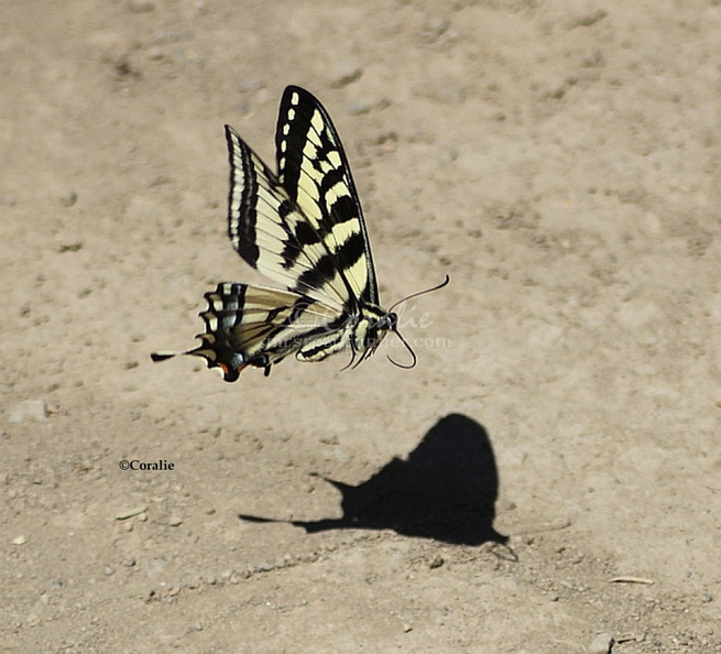 swallowtail_butterfly_2253_Sample_File.jpg