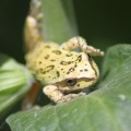 Frog 076
