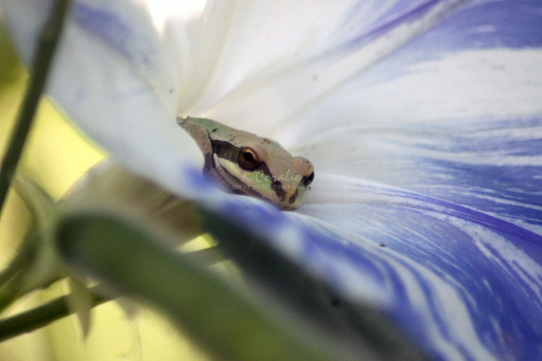 Frog_Resting_In_The_Morning_Glory_Flower_992.jpg