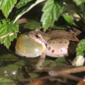 Frog_in_the_pond_041.jpg