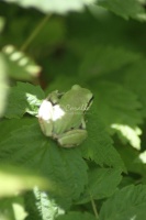 Green Pacific Tree Frog 213