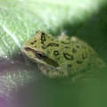 Oregon Frog 1132