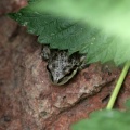 Pacific Tree Frog 209