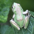 Pacific Tree Frog 388