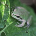 Pacific Tree Frog 411